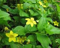 Yellow Pimpernel Flower Seeds – Heirloom Non-GMO High Germination Organic Garden Seeds