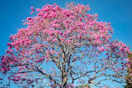 Pink Rochebrunianum Flower Seeds Heirloom Non-GMO High Germination Organic Garden Seeds for Planting