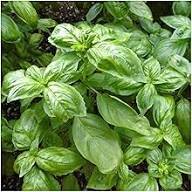 Basil Organic Plant Seeds Heirloom Non-GMO High Germination Organic Garden Seeds for Planting