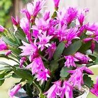 Pink Rhipsalidopsis Gaertneri Flower Seeds for Planting – Heirloom Non-GMO High Germination Organic Garden Seeds