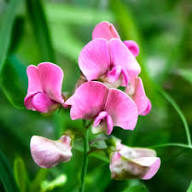 Lathyrus Flower Seeds Purple Heirloom Non-GMO High Germination Organic Garden Seeds for Planting