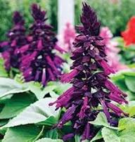 Purple Salvia Flower Seeds Heirloom Non-GMO High Germination Organic Garden Seeds for Planting