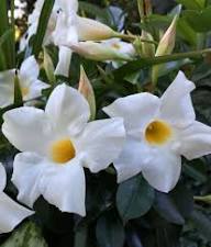 White Dipladenia Flower Seeds – Heirloom, Non-GMO, High Germination Seeds