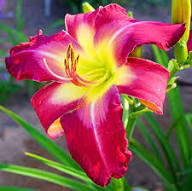Hemerocallis Flower Seeds Red – Heirloom, Non-GMO, High Germination Seeds
