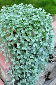 dichondra repens flower seeds