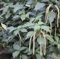 White Acalypha Hispida Flower Seeds Heirloom Non-GMO High Germination Organic Garden Seeds