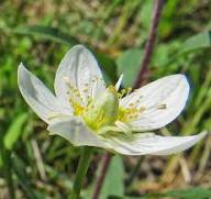 Semillas de flor Parnassia Palustris blanca – Herencia, no transgénicas, semillas de jardín orgánicas de alta germinación