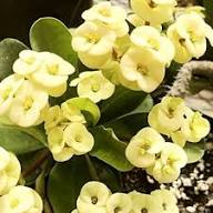 Crown Thorns Flower Seeds Heirloom Non-GMO High Germination Organic Garden Seeds for Planting