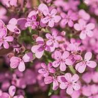 Pink Saponaria Vaccaria Flower Seeds – Heirloom Non-GMO High Germination Organic Garden Seeds