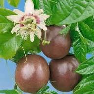 Passion Seeds Orange Heirloom Non-GMO High Germination Organic Garden Seeds for Planting