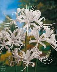White Lycoris Flower Seeds Heirloom Non-GMO High Germination Organic Garden Seeds for Planting
