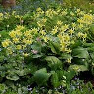 Yellow Erythronium Pagoda Flower Seeds – Heirloom Non-GMO High Germination Organic Seeds