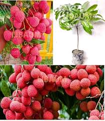 Ruby Roman Grape Fruit Seeds for Planting – Heirloom Non-GMO High Germination Organic Garden Seeds
