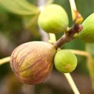 Brown Ficus Seeds Heirloom Non-GMO High Germination Organic Garden Seeds for Planting