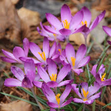 Pink Crocus Flower Seeds for Planting – Heirloom Non-GMO High Germination Organic Garden Seeds