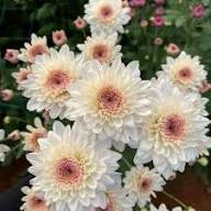 White Perennials Flower Seeds Heirloom Non-GMO High Germination Organic Garden Seeds for Planting