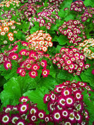 White Red Cineraria Flower Seeds – Heirloom, Non-GMO, High Germination Seeds