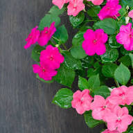 Rosa Impatiens Walleriana Blumensamen – Alte Sorte, gentechnikfrei, keimstark, Bio-Gartensamen zum Pflanzen