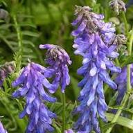 Purple Vetch Flower Seeds Heirloom Non-GMO High Germination Organic Garden Seeds for Planting