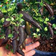 Mixed Fingerlime Seeds – Heirloom, Non-GMO, High Germination Organic Garden Seeds for Planting