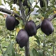 Black Apple Tree Seeds Heirloom Non-GMO High Germination Organic Garden Seeds for Planting