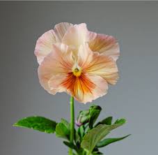 peach inspire flower seeds