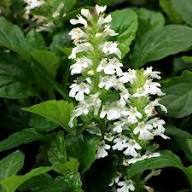 White Ajuga Flower Seeds – Heirloom, Non-GMO, High Germination Organic Garden Seeds for Planting