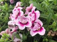 Rosa-weiße doppelte Calibrachoa-Blumensamen – Alte Sorte, gentechnikfrei, hohe Keimfähigkeit, Bio-Gartensamen zum Pflanzen