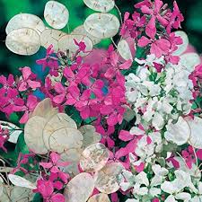 white money flower seeds