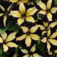 Black Yellow Petunia Flower Seeds – Heirloom, Non-GMO, High Germination Organic Garden Seeds for Planting, Seeds for Planting