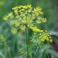 Yellow Dill Plants Seeds for Planting – Heirloom, Non-GMO, High Germination