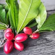 Red Bunchberry Fruit Seeds for Planting Heirloom Non-GMO High Germination Organic Garden Seeds