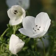 White Nemophila Flower Seeds – Heirloom Non-GMO Organic Garden