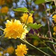 Yellow Kerria Flower Seeds – Heirloom, Non-GMO, High Germination Organic Garden Seeds for Planting