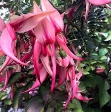 Semillas de flores Strongylodon rosadas – Variedad tradicional, sin OGM, semillas orgánicas de jardín de alta germinación