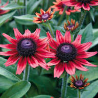 Red Rudbeckia Flower Seeds for Planting – Heirloom, Non-GMO, High Germination Organic Garden Seeds