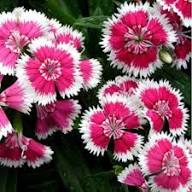 Purple Dianthus Flower Seeds – Heirloom, Non-GMO, High Germination Organic Garden Seeds for Planting