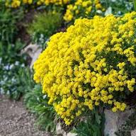 Yellow Alyssum Flower Seeds for Planting – Heirloom, Non-GMO, High Germination Organic Garden Seeds