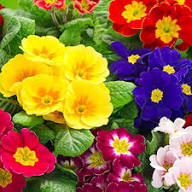 Mixed Primrose Flower Seeds – Heirloom, Non-GMO, High Germination Seeds