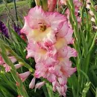 Pink White Gladiolus Flower Seeds Heirloom Non-GMO High Germination Organic Garden Seeds for Planting
