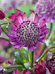 Purple Astrantia Flower Seeds for Planting – Heirloom Non-GMO High Germination Organic Seeds