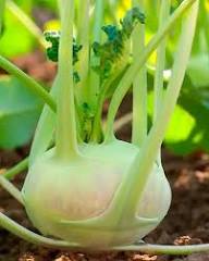 Hybrid Kohlrabi Vegetable Seeds for Planting – Heirloom, Non-GMO, High Germination Organic Garden Seeds