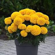 Yellow Bonsai Marigold Flower Seeds – Heirloom, Non-GMO, High Germination Organic Seeds