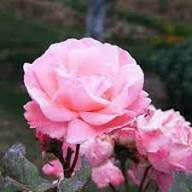 Giant Pink Perennial Rose Flower Seeds for Planting – Heirloom Non-GMO High Germination Organic Garden Seeds