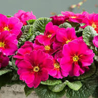Primula Flower Seeds for Planting – Heirloom Non-GMO High Germination Organic Garden Seeds