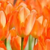 Orange Tulip Flower Seeds – Heirloom, Non-GMO, High Germination Seeds
