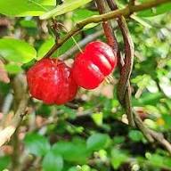 Surinam Cherry Seeds – Heirloom, Non-GMO, High Germination Organic Garden Seeds for Planting