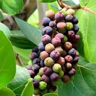 Mixed Sea Grape Seeds – Heirloom, Non-GMO, High Germination Organic Garden Seeds for Planting