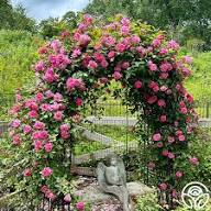 Zephirine Rose Flower Seeds – Heirloom Non-GMO High Germination Organic Garden Seeds