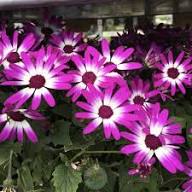 Senetti Flower Seeds for Planting – Heirloom, Non-GMO, High Germination Organic Garden Seeds